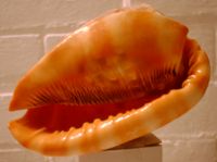 Click here for another image